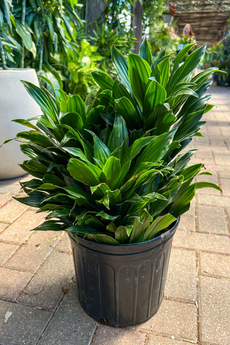 Dracaena, Janet Craig Compacta 10