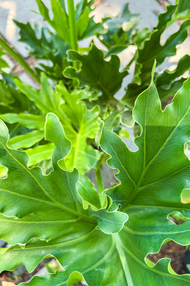 philodendron hope vs selloum Philodendron, Hope 10" – Chalet