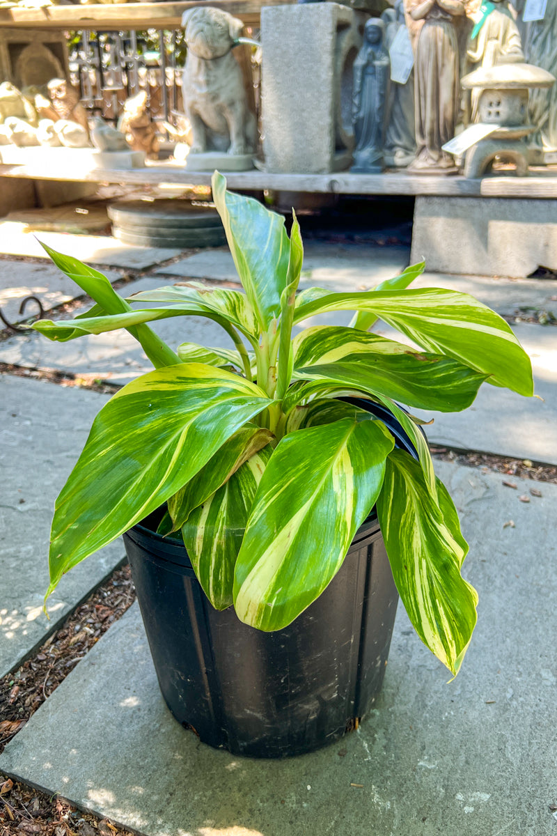 shell ginger indoor plant Alpinia, Variegated Ginger 10"