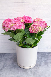 Hydrangea, Florist's Pink 6"