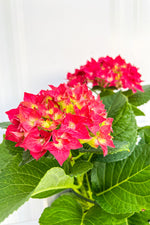 Hydrangea, Florist's Red 6"