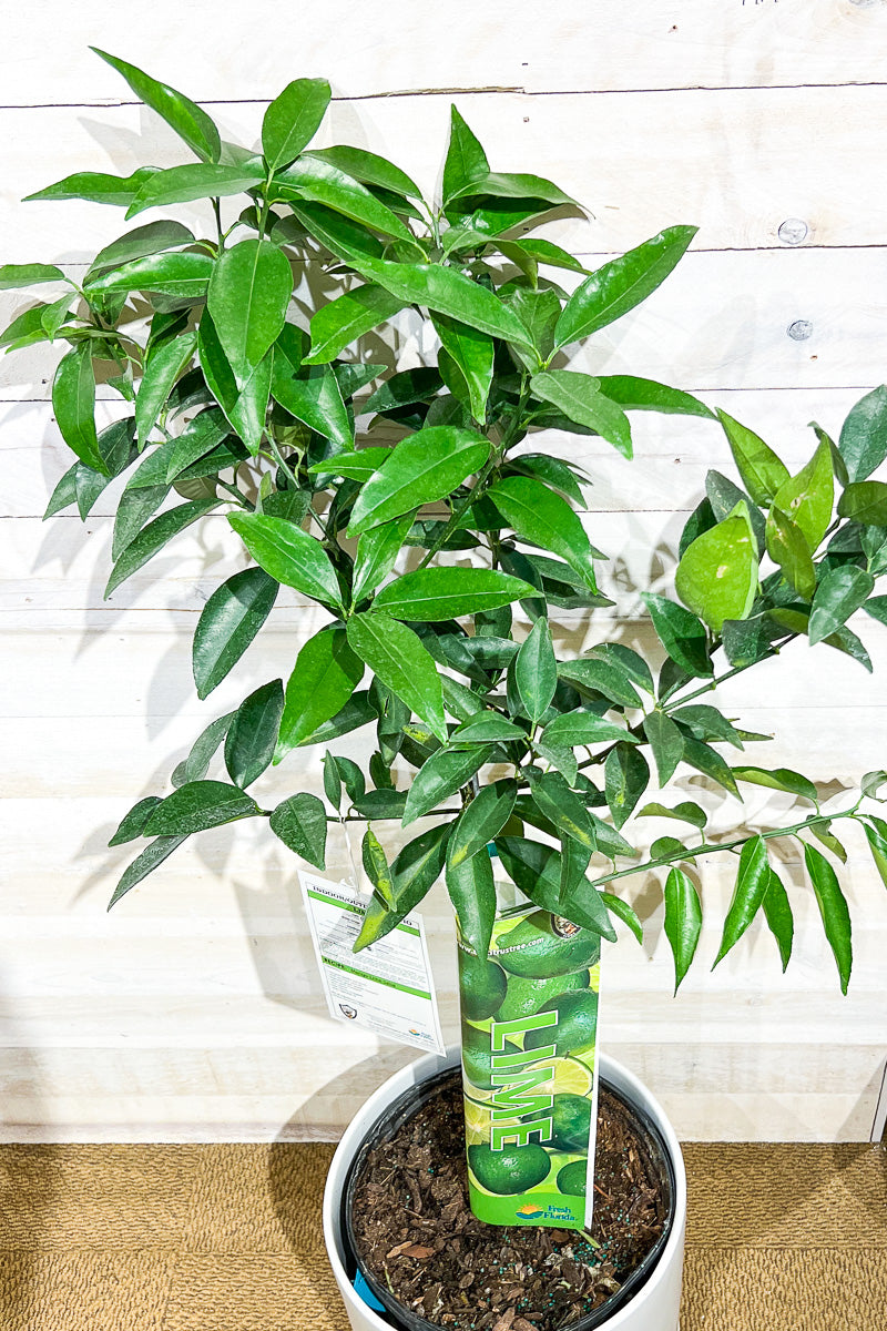key lime plant indoor Citrus, Thorny Key Lime Standard 12" – Chalet