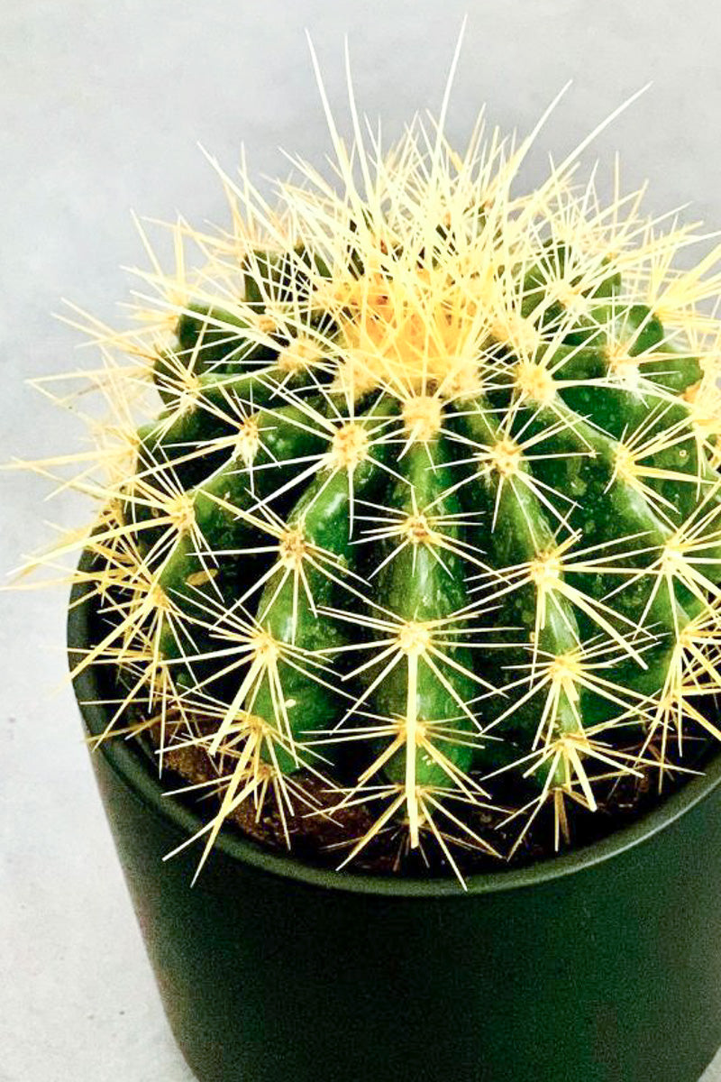 round cactus succulent Cactus, Golden Barrel 10"