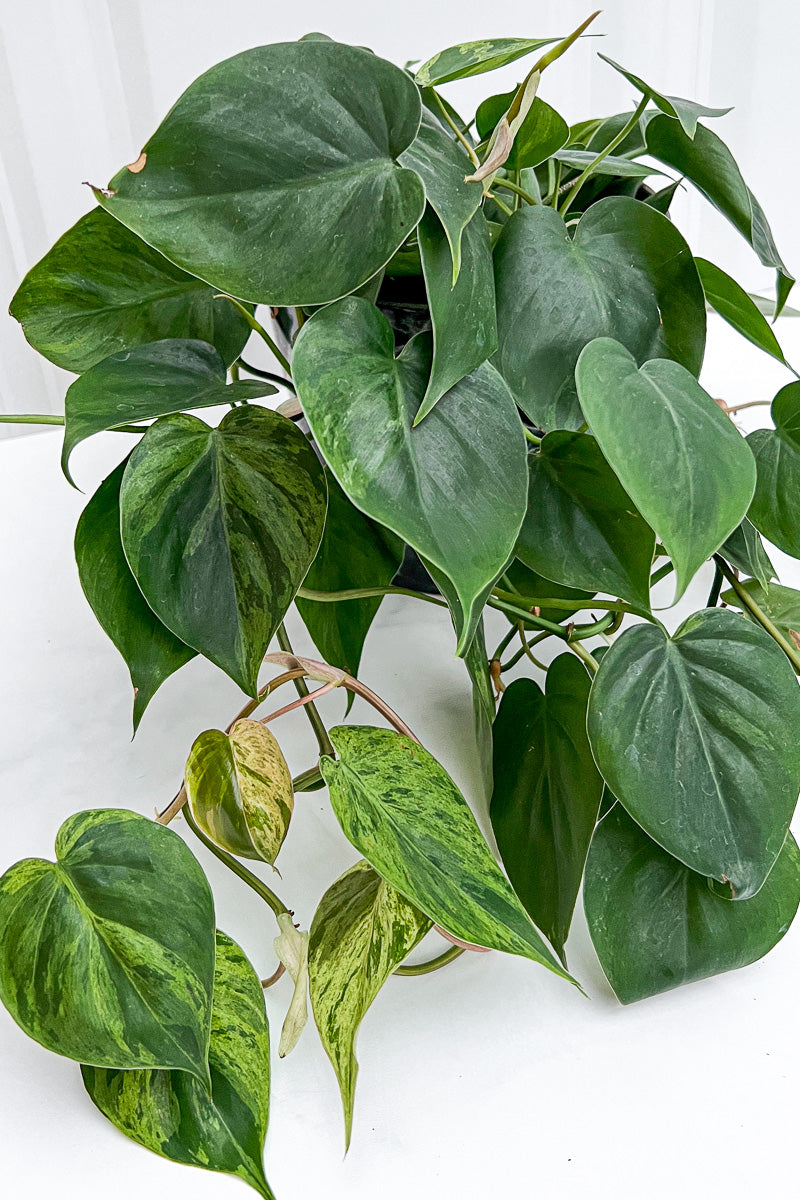 how to variegated philodendron Philodendron, Variegated 6"