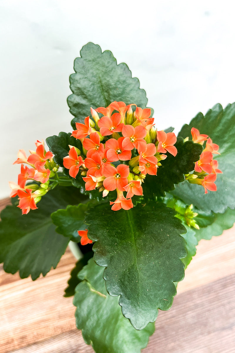 small orange flower house plant Kalanchoe, Orange 4"