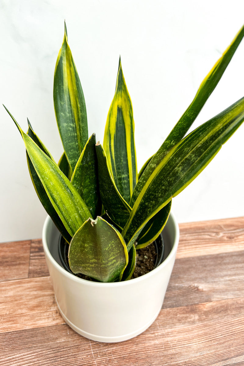 golden flame snake plant Snake Plant, Golden Flame 6"