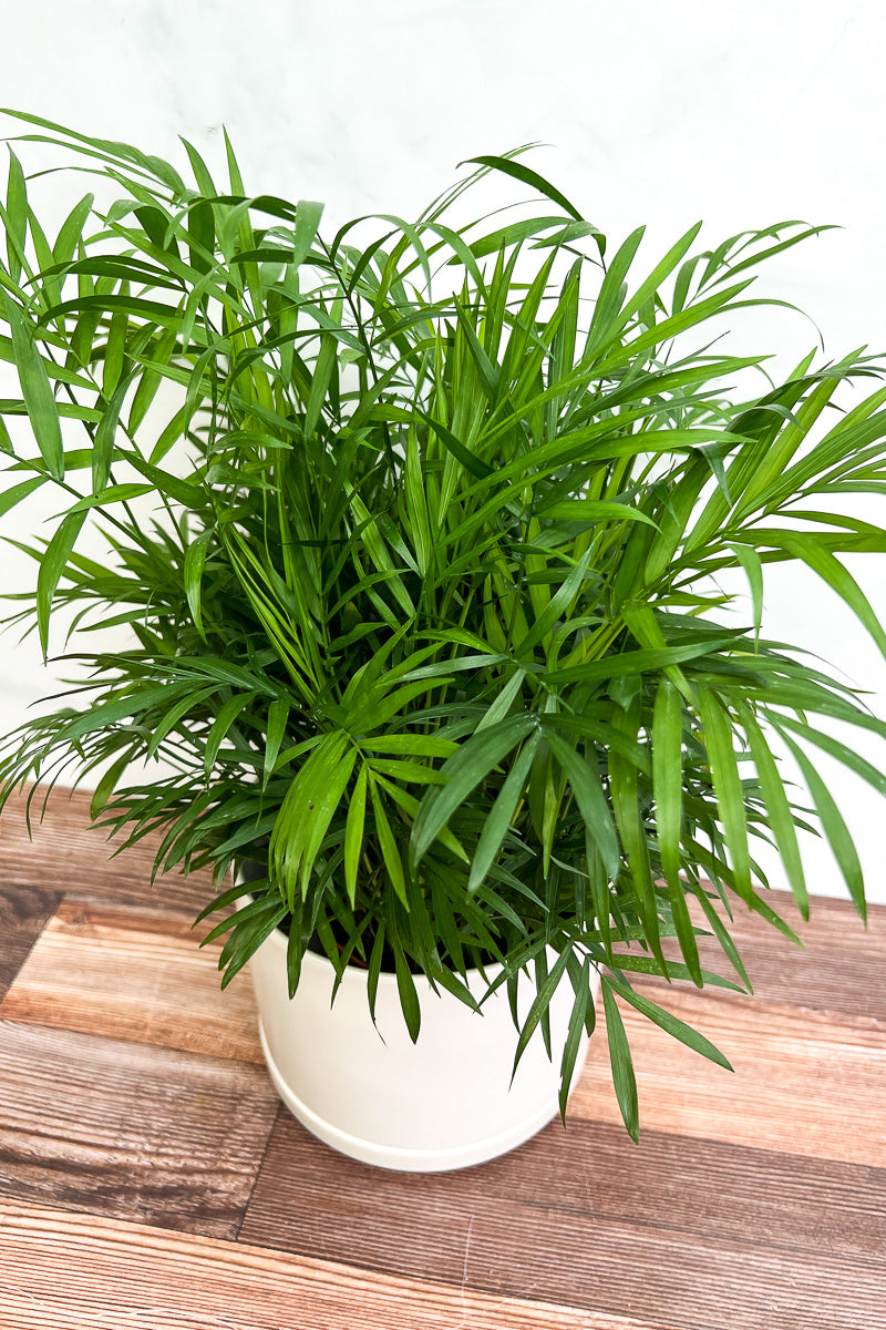 palm bella plant Palm, Neanthe Bella 10"