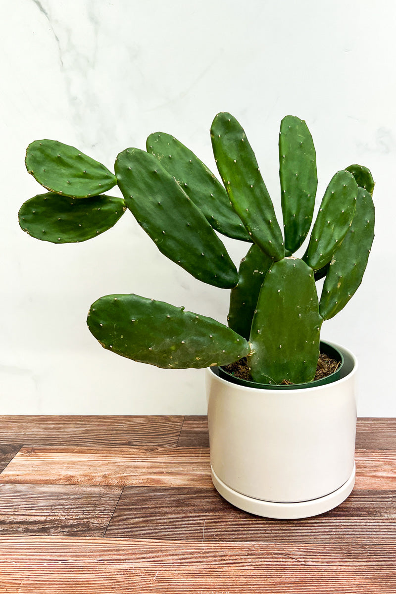indoor mini cactus plants Cactus, Opuntia 6" – Chalet