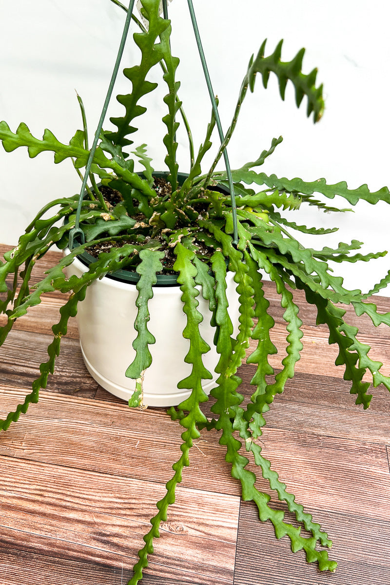 cactus hanging plant Cactus, Ric Rac 8" Hanging Basket