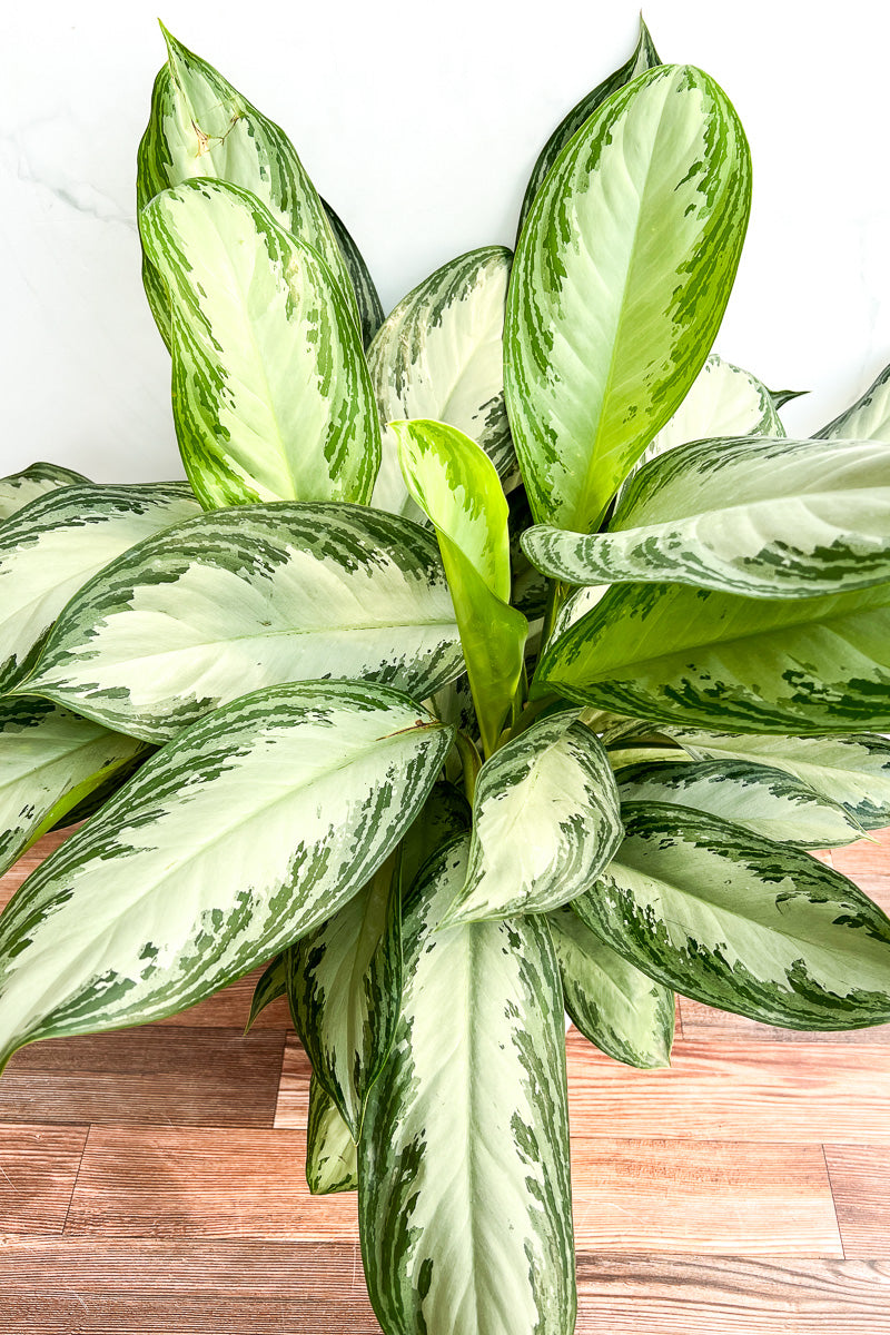 chinese evergreen aglaonema silver bay Chinese Evergreen, Silver Bay 10" – Chalet