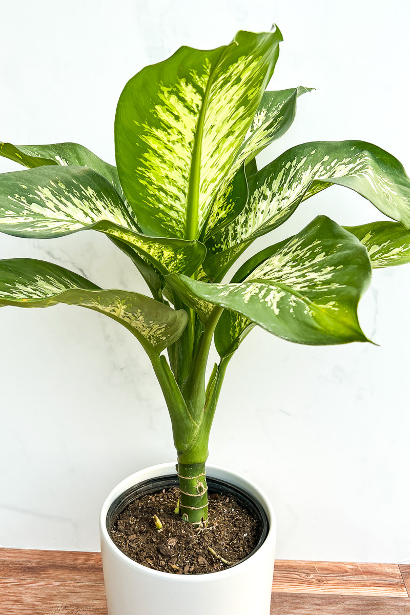 dieffenbachia amoena for sale Dieffenbachia, Tropic Snow 4"