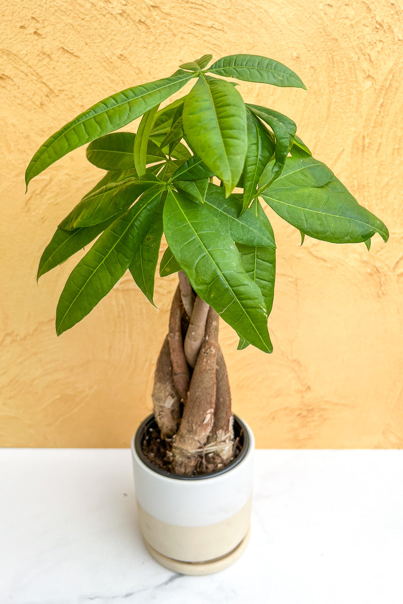 money tree floor plant Money Tree, 4" – Chalet