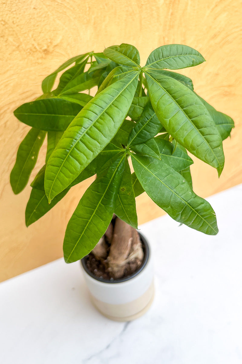 money tree floor plant Money Tree, Braid 6" – Chalet