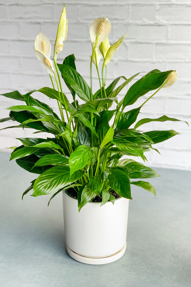 house plant lily Peace Lily, 6" – Chalet