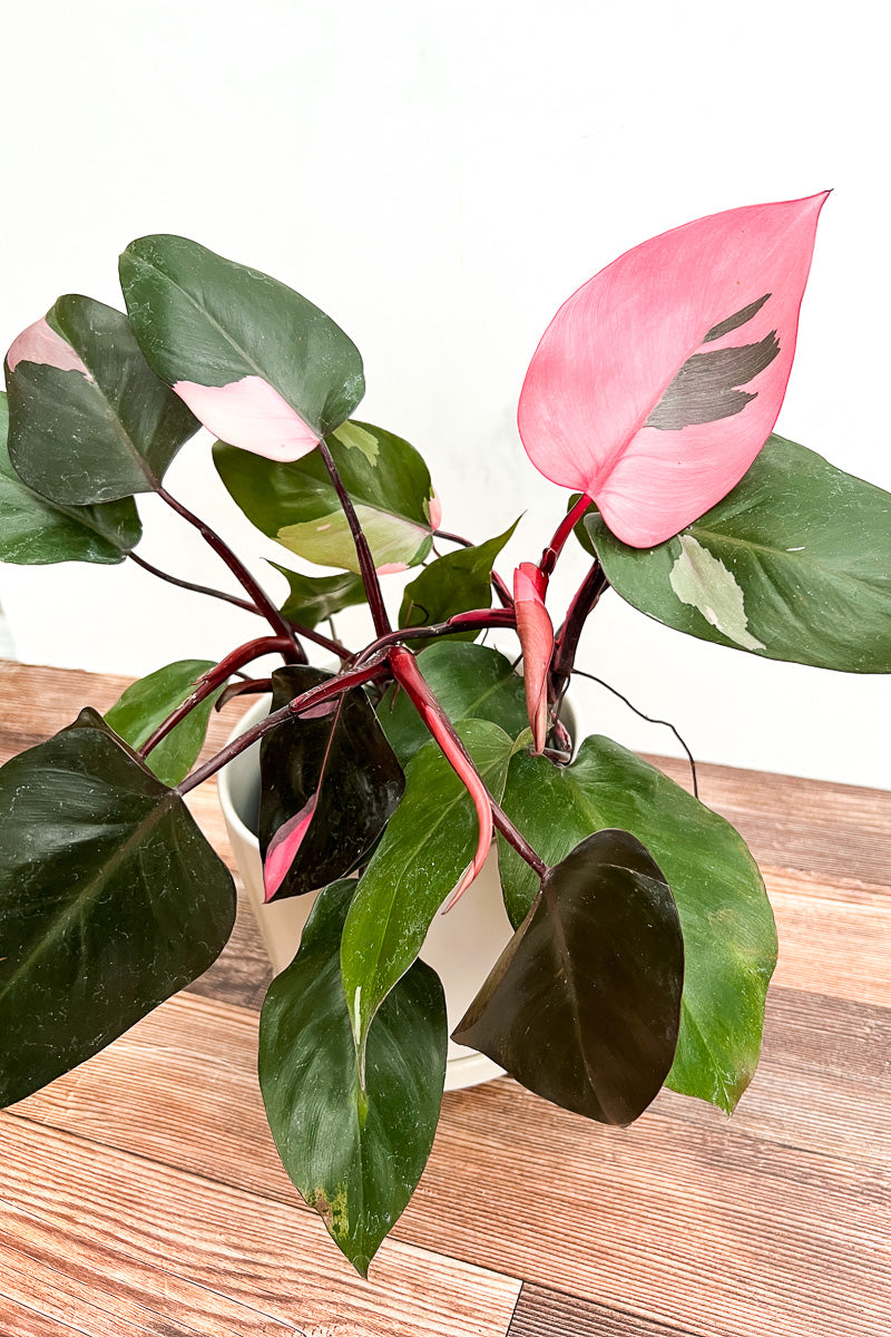 6 inch pink princess philodendron Philodendron, Rare Pink Princess 6"