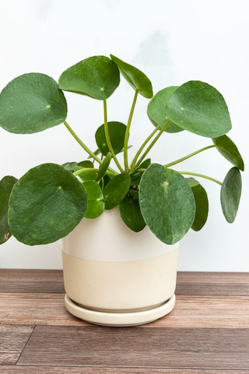 chinese money plant gift Pilea Peperomioides 4"