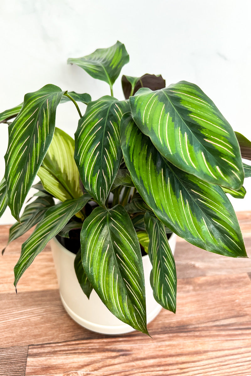 Calathea, Ornata Beauty Star 6