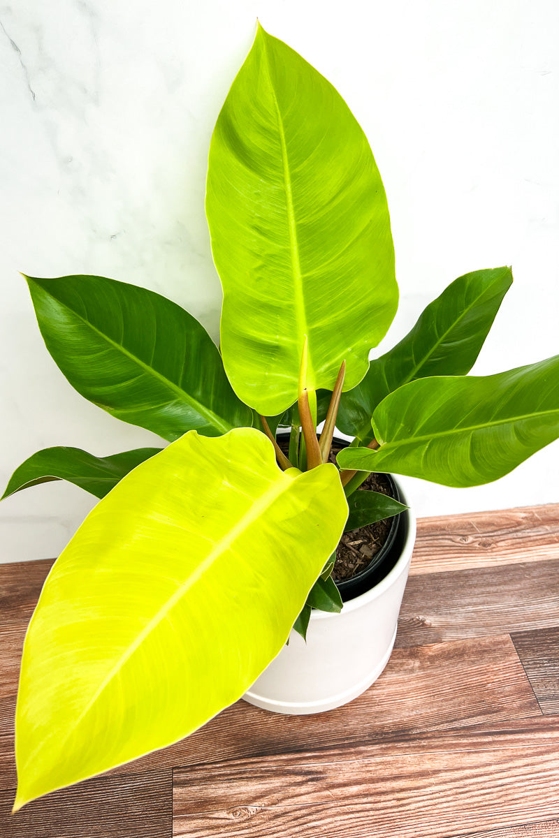 moonlight philodendron soil Philodendron, Moonlight 10" – Chalet