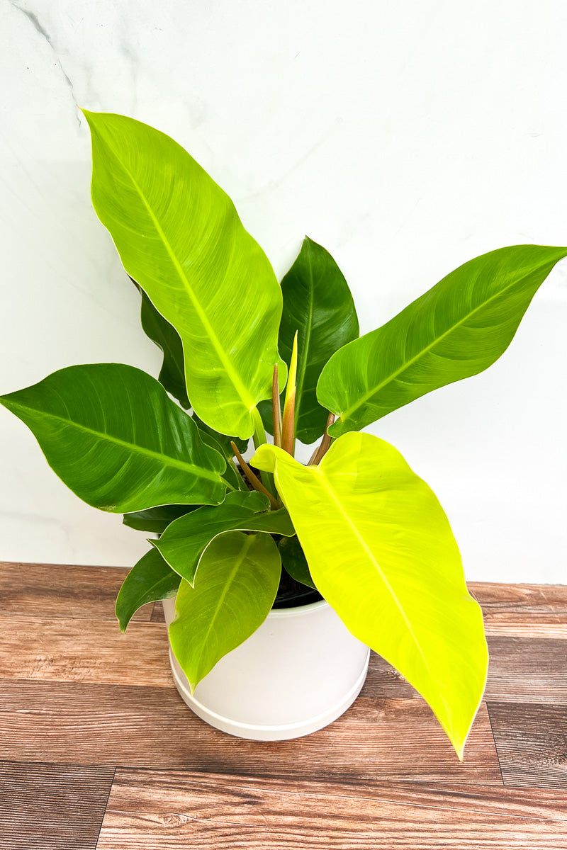 philodendron moonlight plant care Philodendron, Moonlight 8"