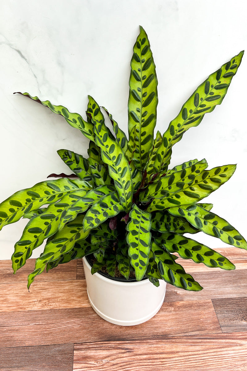 calathea snake plant care Calathea, Lancifolia 6" – Chalet