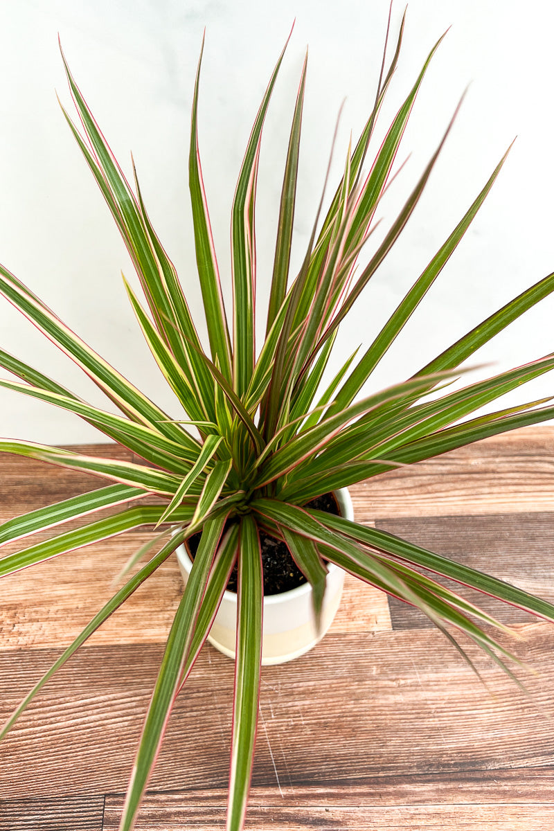 dracaena marginata colorama plant Dracaena, Marginata Colorama 6" – Chalet