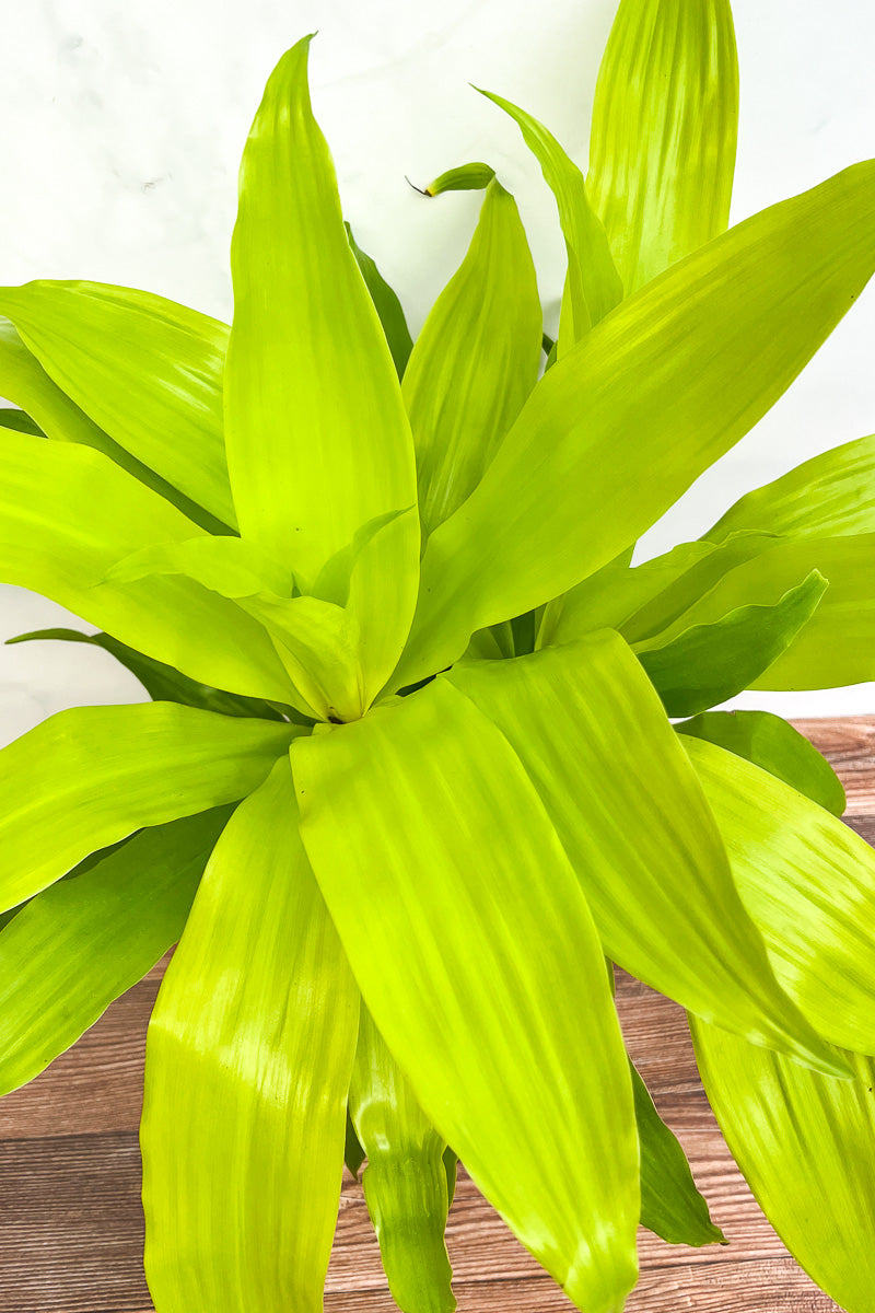 dracaena lime light Dracaena, Limelight 10" – Chalet