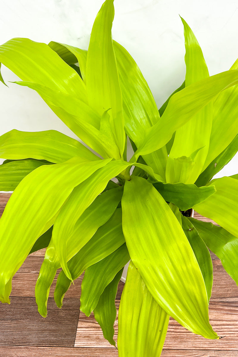 dracaena sierra leone Dracaena, Limelight 14" – Chalet