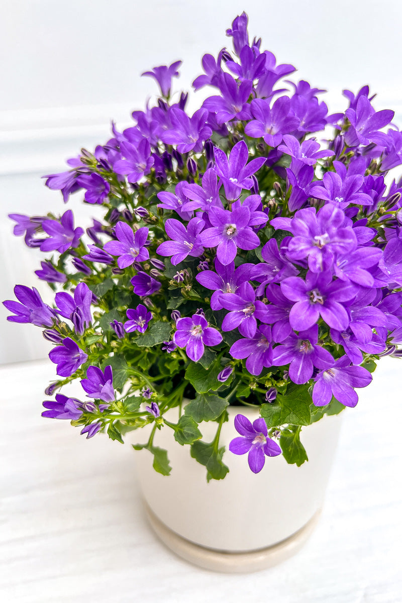 campanula indoor or outdoor plant Campanula, Bellflower Purple 4"