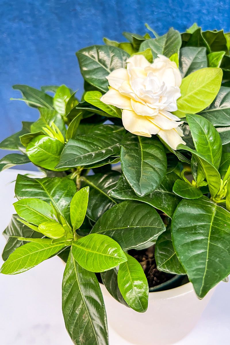 gardenia plant indoor Gardenia 4"