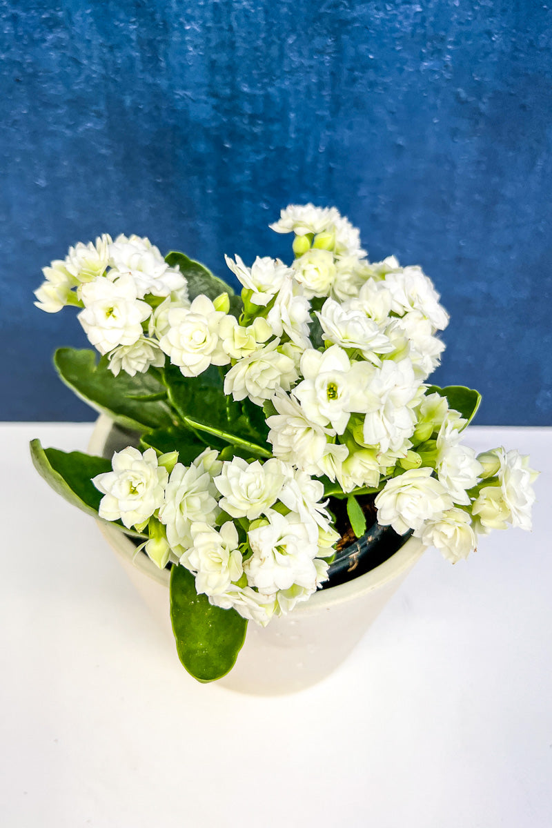 succulent with white flowers Kalanchoe, Calandiva White 4"