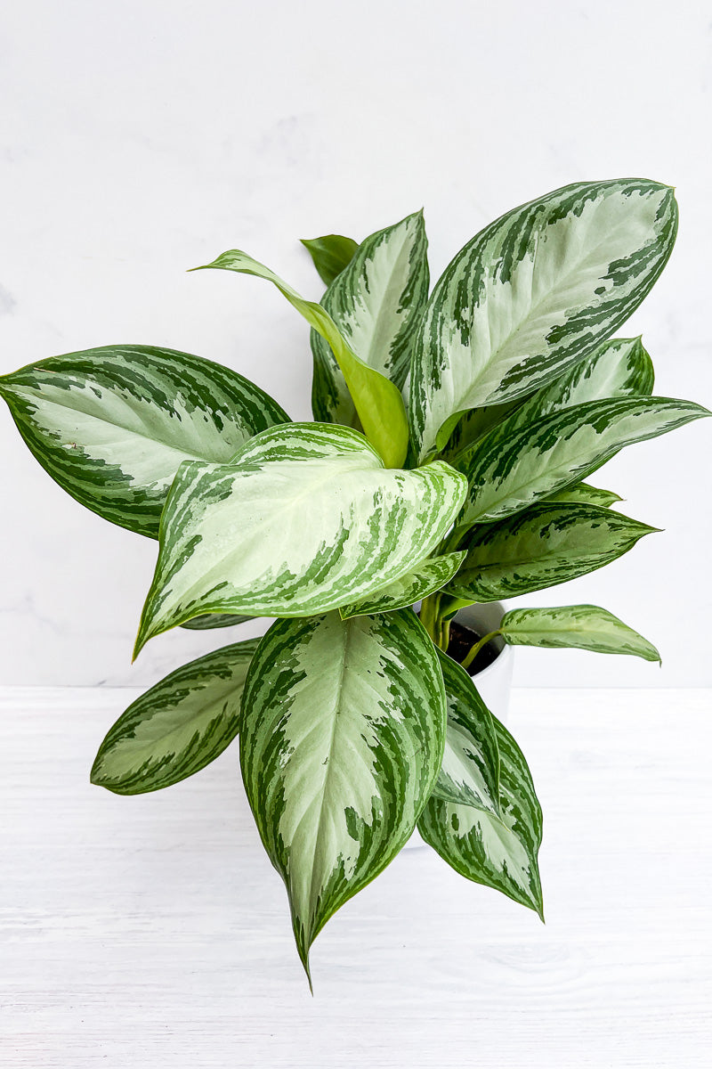 chinese evergreen aglaonema silver bay Chinese Evergreen, Silver Bay 6"