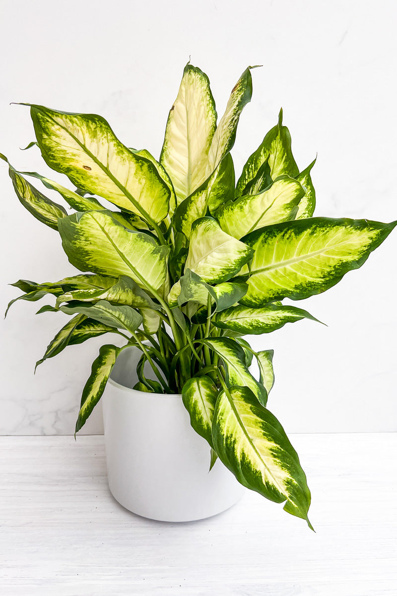 marianne dieffenbachia Dieffenbachia, Tropical Marianne 8"