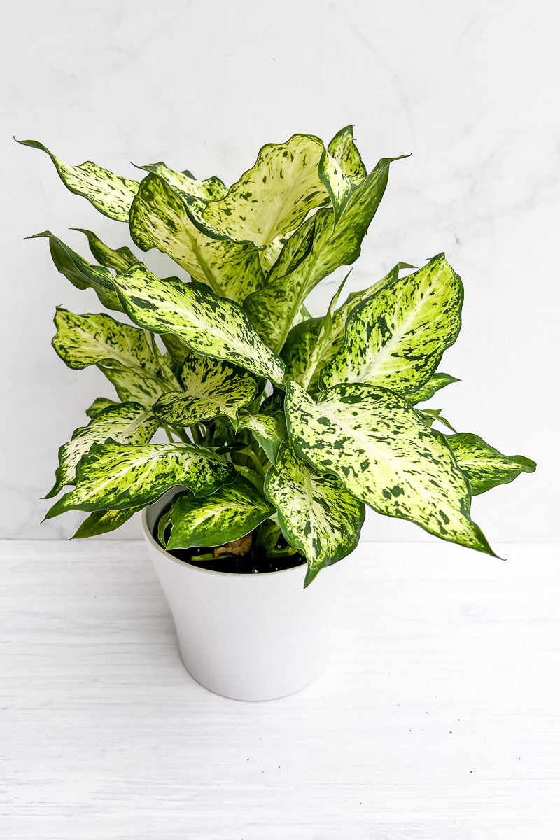 dieffenbachia 中文 Dieffenbachia, Perfection 6" – Chalet