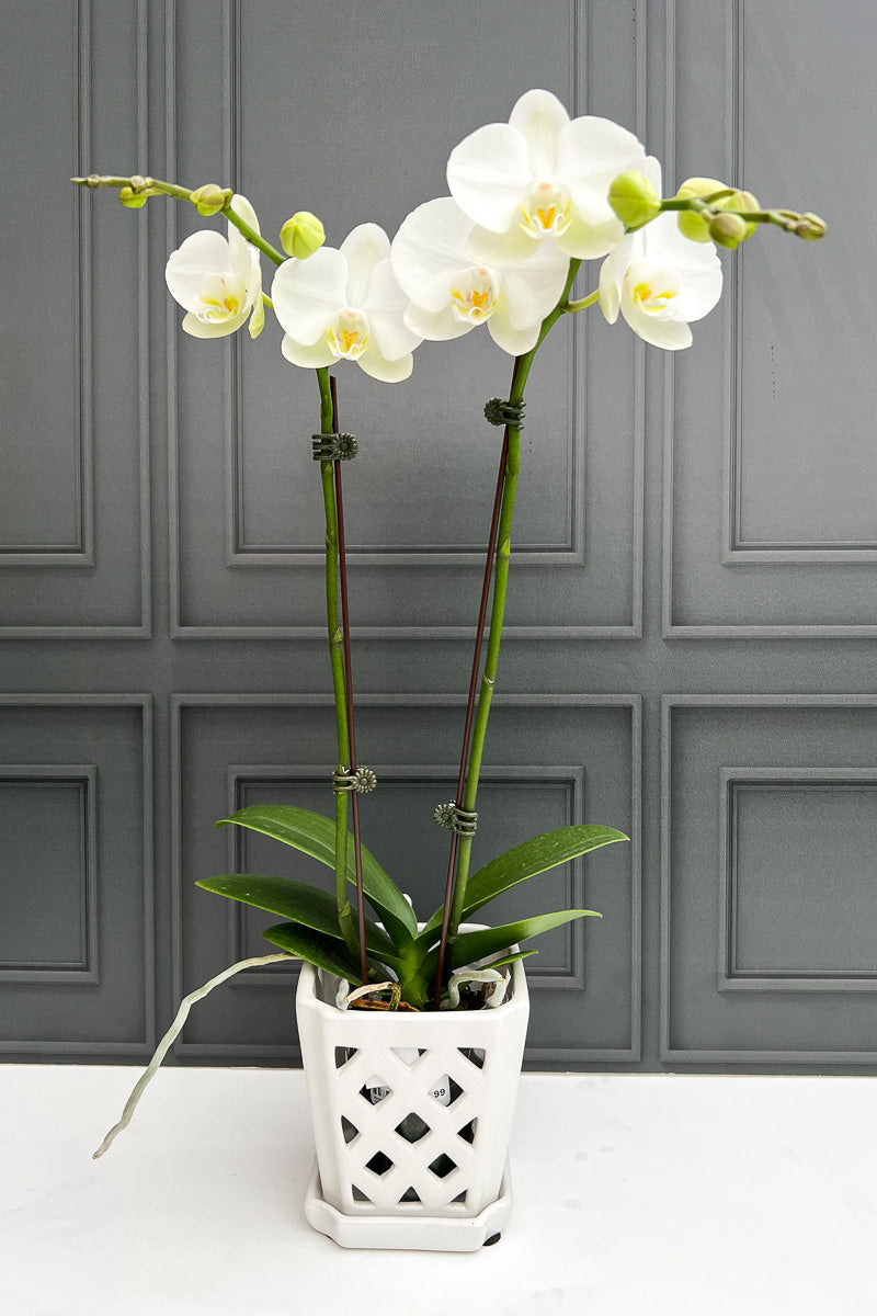 white orchid house plant Orchid, Phalaenopsis 2SP White 4"