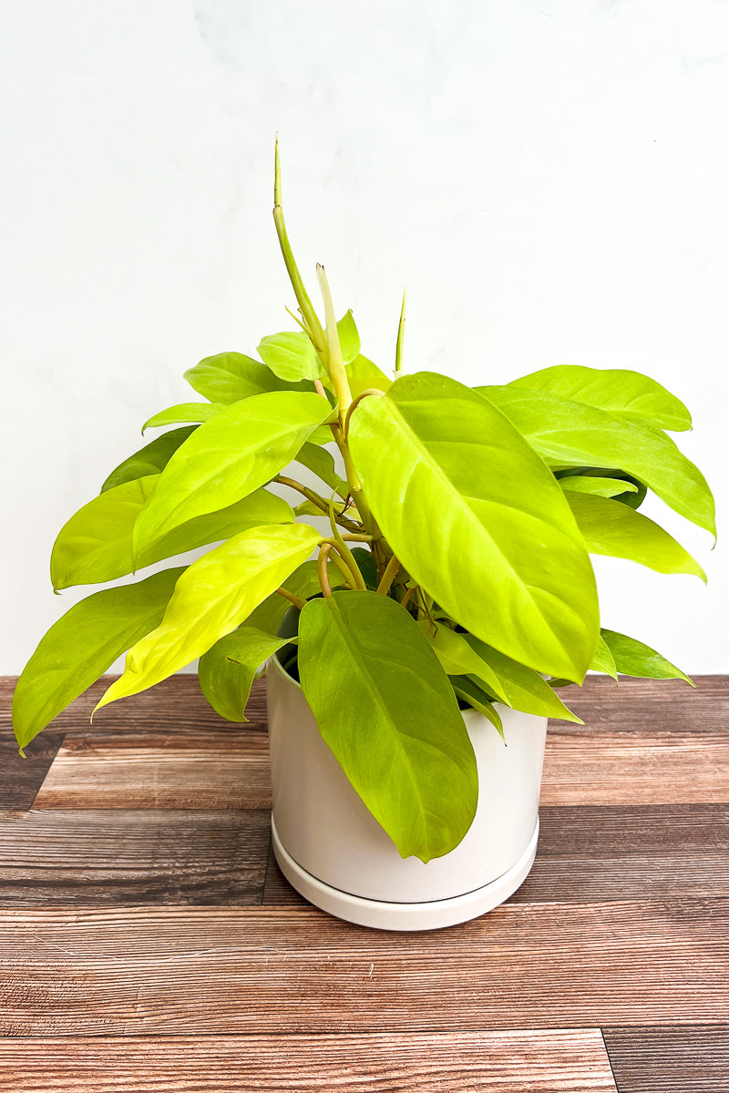 Philodendron, Mayala Gold 17Cm – Chalet