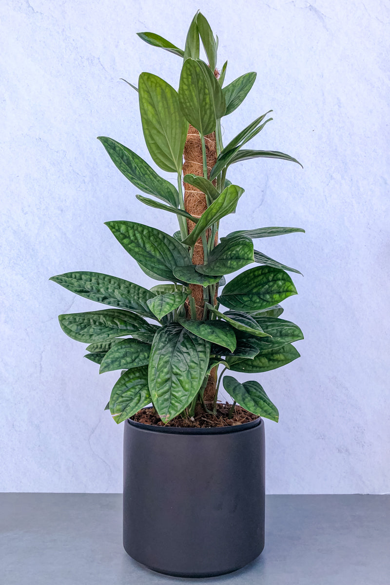 peru monstera plant care Monstera, Peru 8" Totem