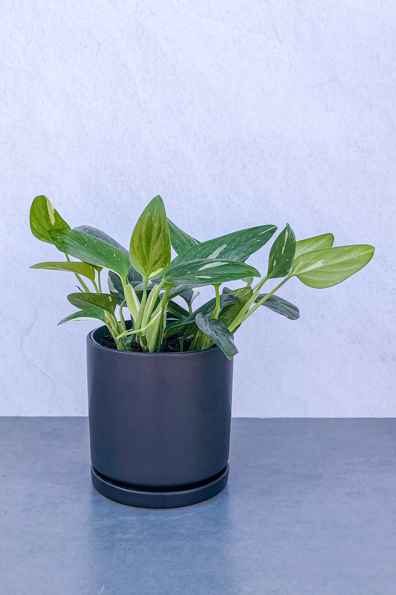 philodendron standleyana Monstera Standleyana 6" – Chalet