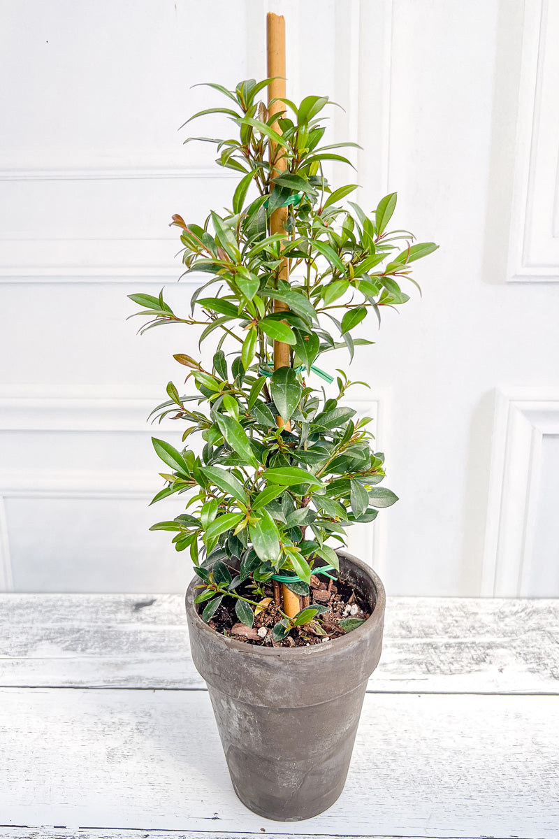 Eugenia, Topiary Column 5