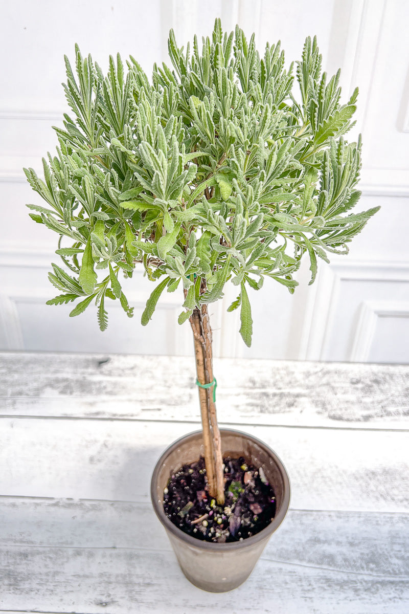 lavender plant topiary Lavender, Topiary Goodwin Creek 5" Grey Clay Pot – Chalet