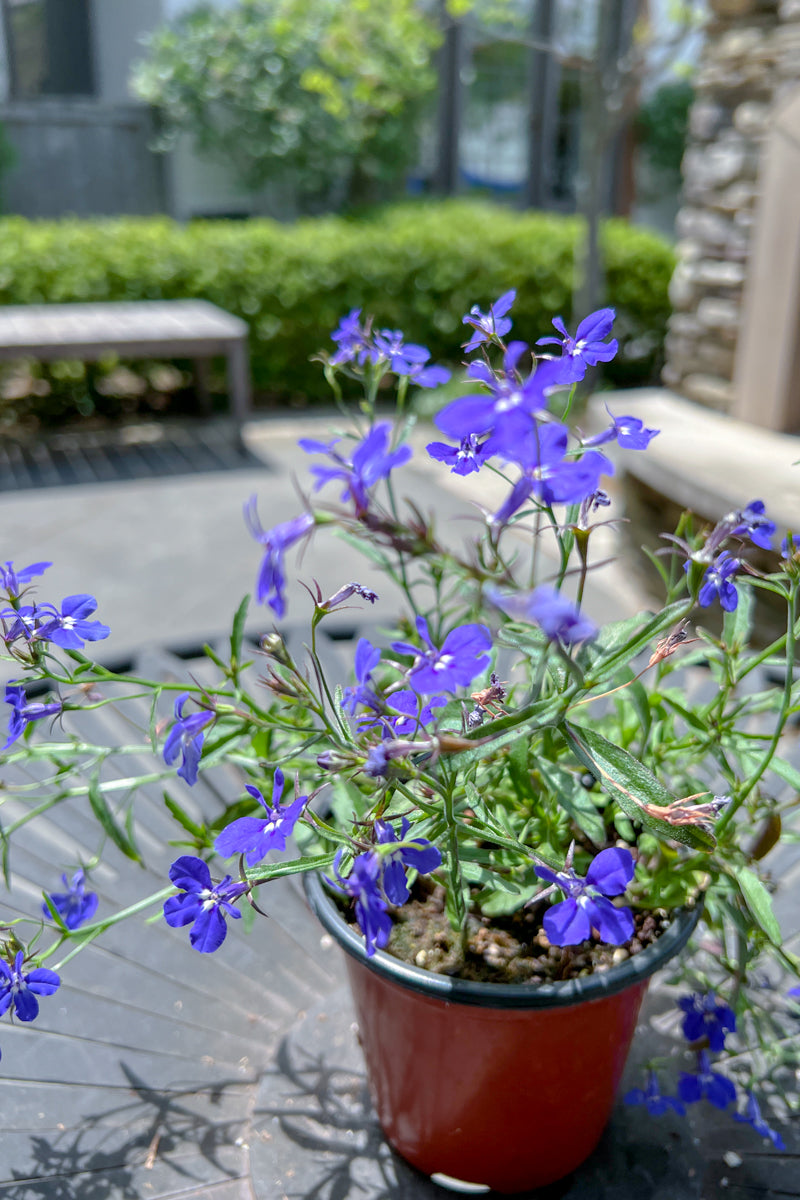 lobelia plant in pot Lobelia Dark Blue – Chalet