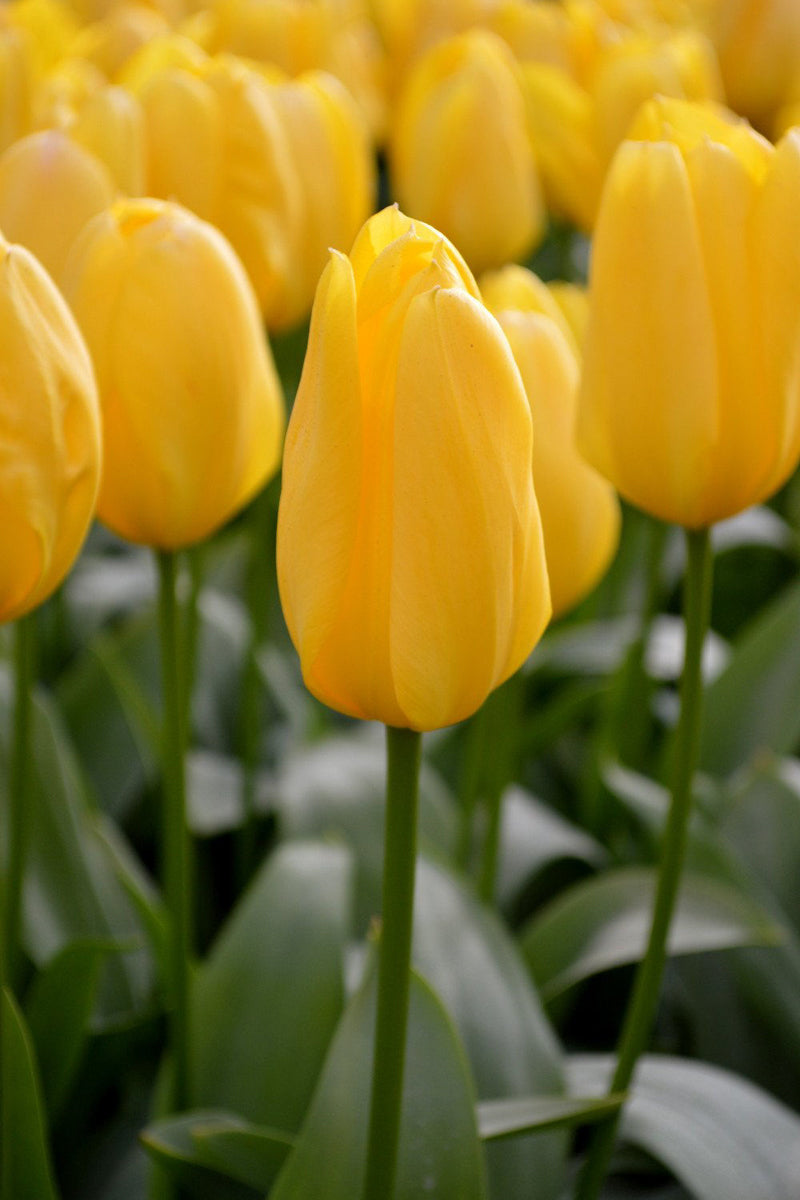 トップス House on the Hill (Yellow Flower) 80 Tulip Yellow – Chalet