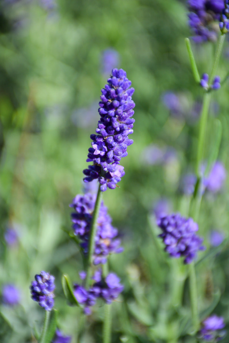 sweet romance lavender plants Lavender, Sweet Romance – Chalet