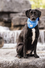 GF Pet Ice Bandana S/M