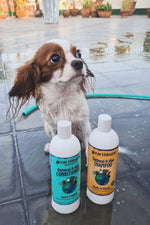 Earthbath Oatmeal & Aloe Shampoo Vanilla & Almond 16 oz