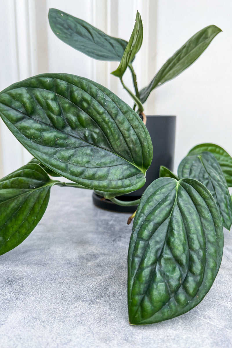 monstera genus Monstera, Peru 4"