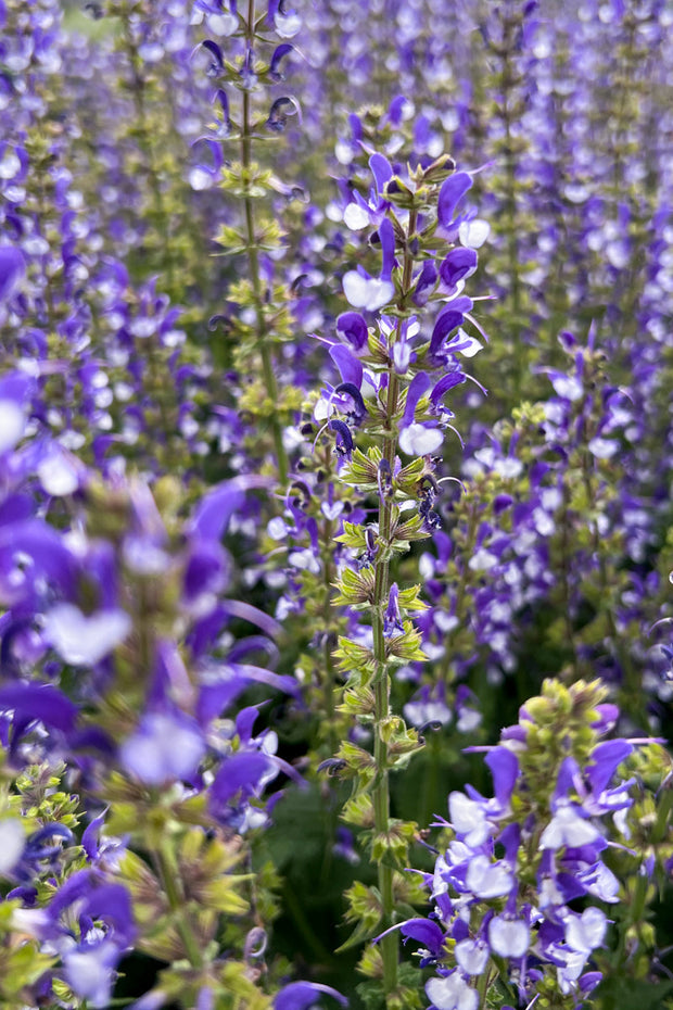 Salvia, Azure Snow  Color