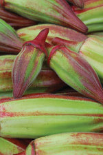 Seed Savers Hill Country Red Okra
