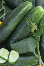 Seed Savers Japanese Climbing Organic Cucumber