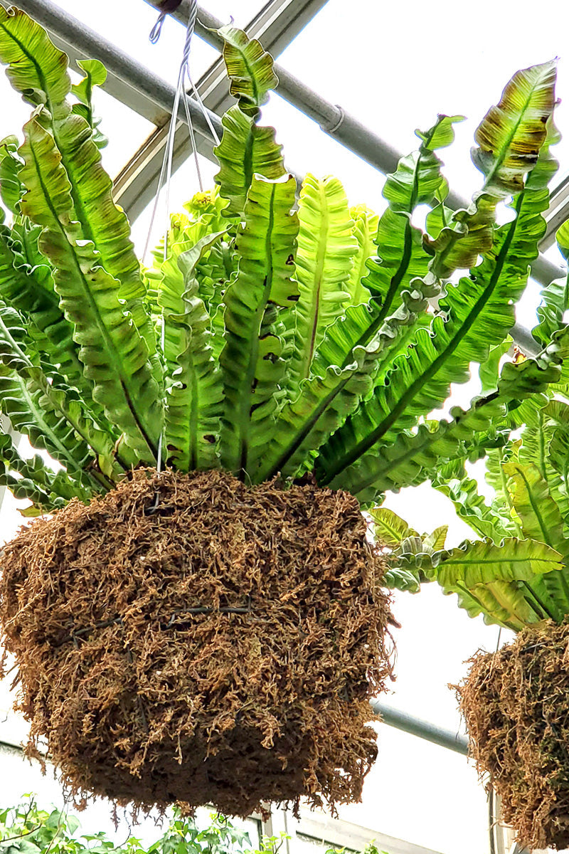 indoor plant mulch Mosser Lee Long Fibered Sphagnum Moss 432 cu in – Chalet