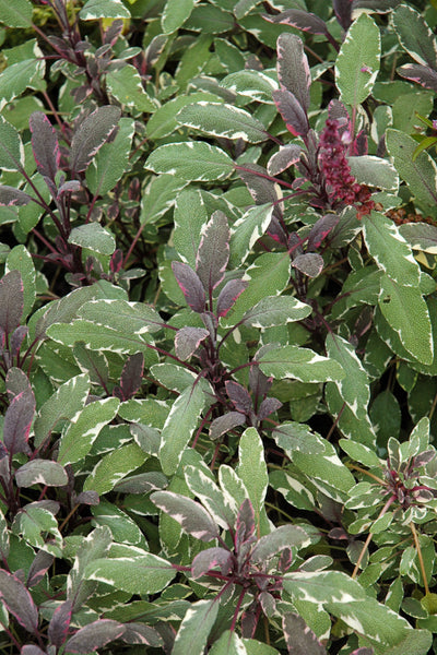 Herb Sage Tricolor